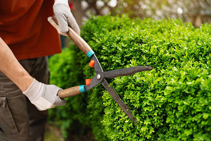 Tree & Shrub Care