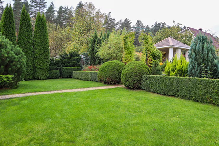 Hedge Sculpting
